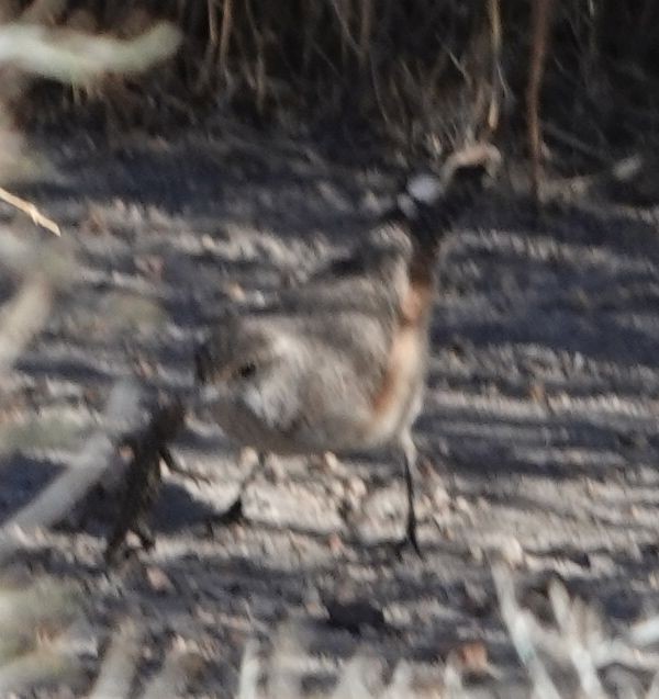 Rock Wren - ML628334367