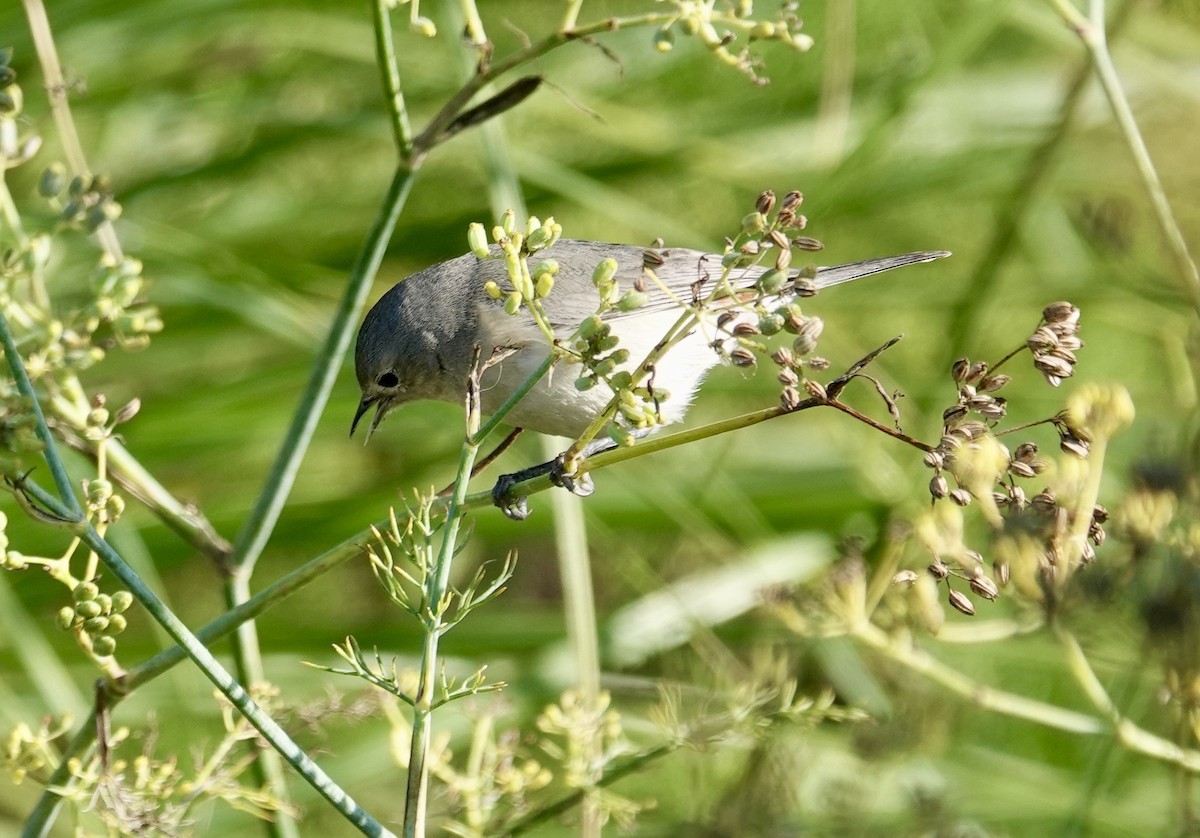 Lucy's Warbler - ML628334606