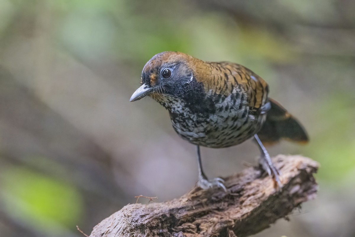 Rufous-chinned Laughingthrush - ML628334654