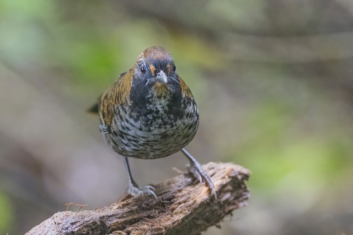 Rufous-chinned Laughingthrush - ML628334655