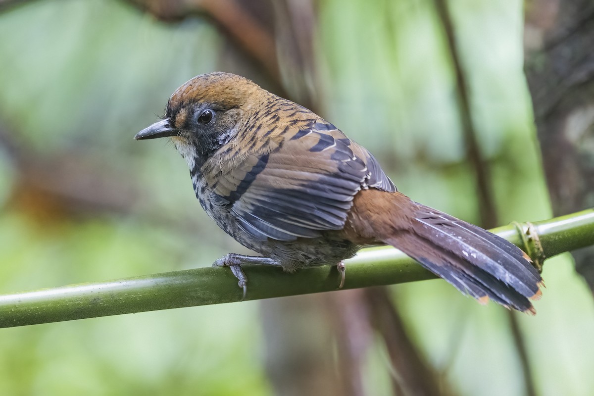 Rufous-chinned Laughingthrush - ML628334660