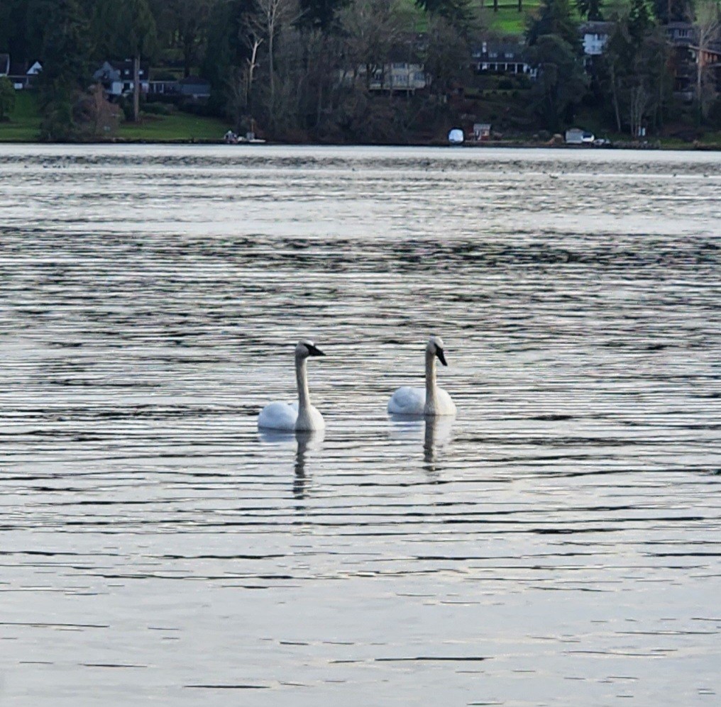 Trumpeter Swan - ML628334663