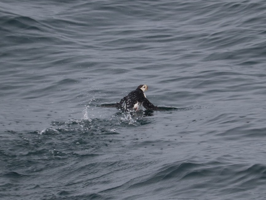 Horned Puffin - ML628334758