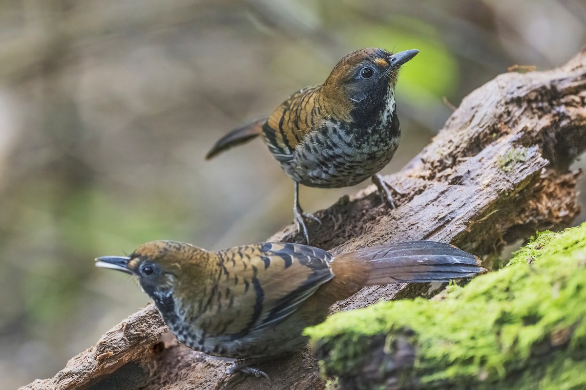 Rufous-chinned Laughingthrush - ML628334808