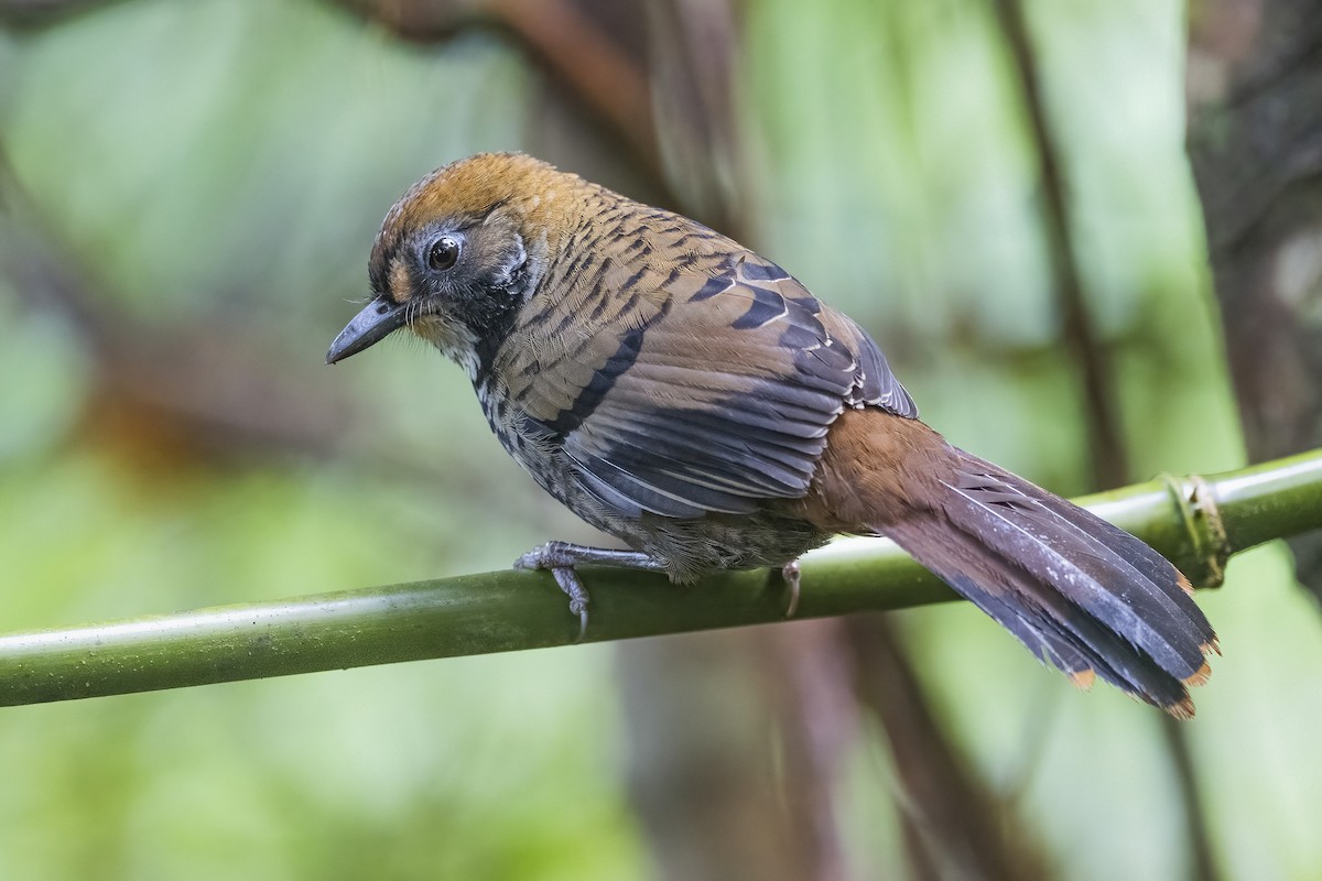 Rufous-chinned Laughingthrush - ML628334827