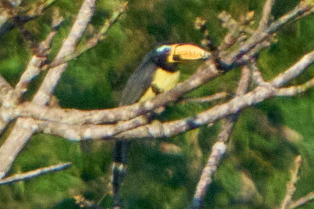 Lettered Aracari - ML628334838