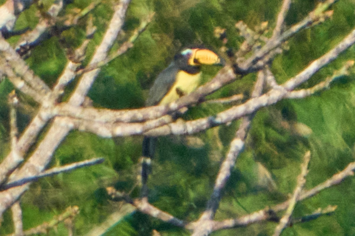 Lettered Aracari - ML628334839