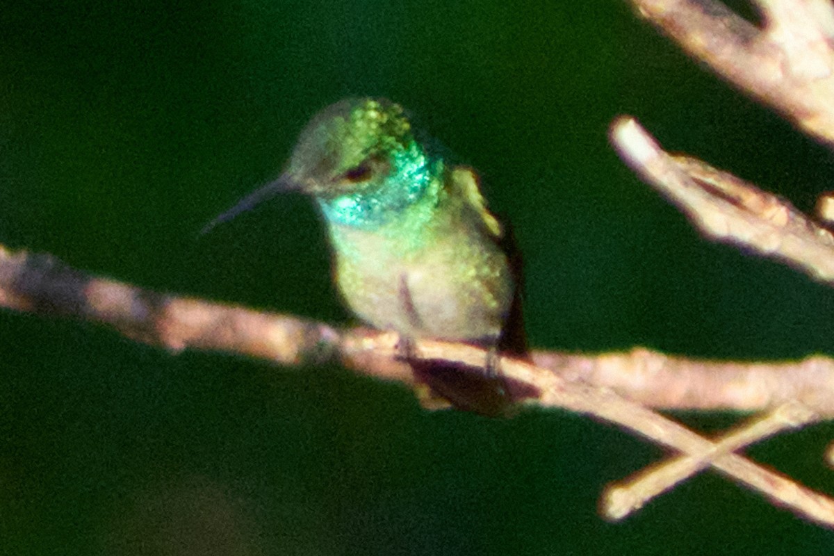 Versicolored Emerald - ML628334841