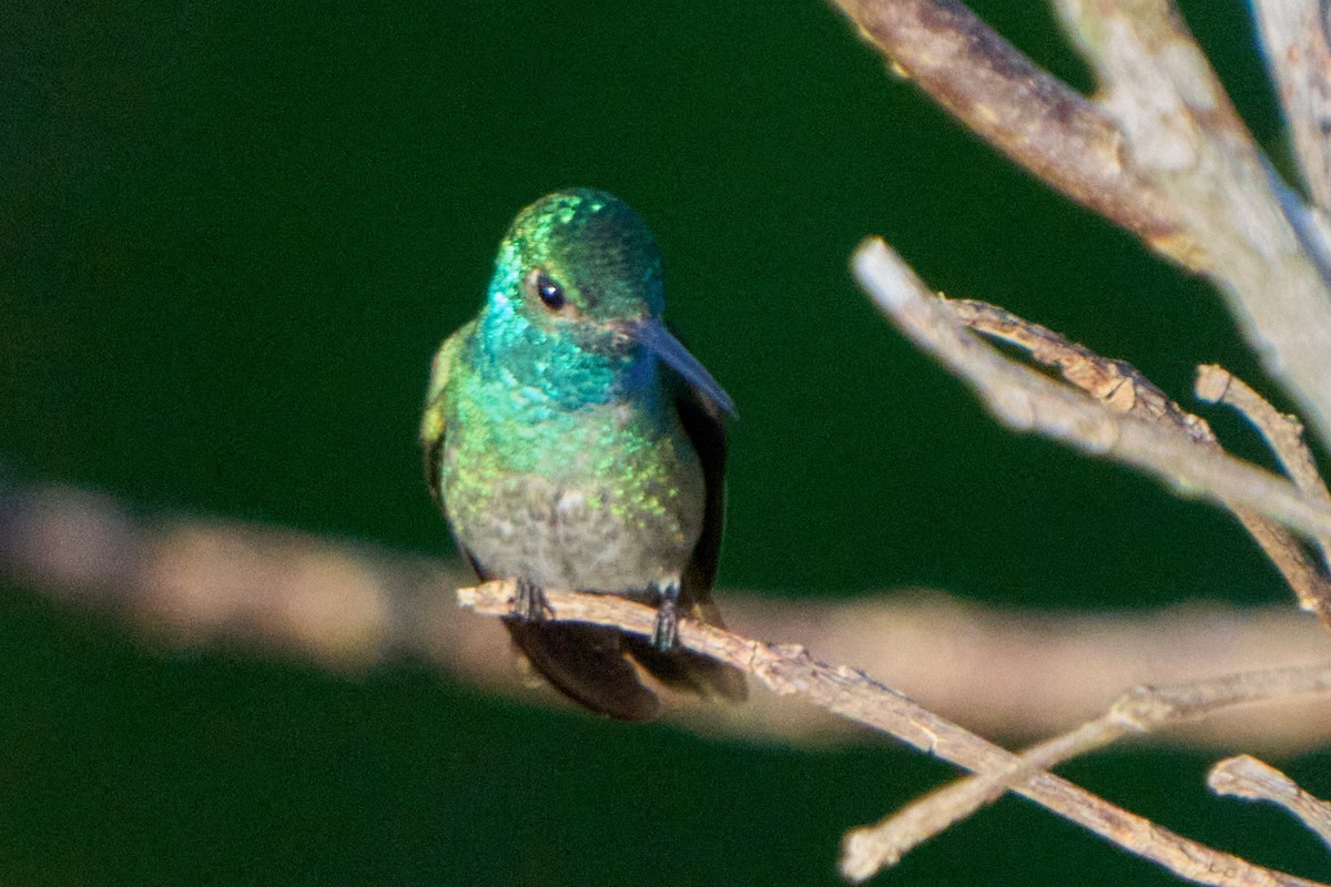 Versicolored Emerald - ML628334842