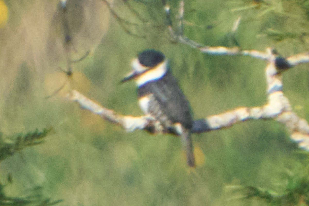 White-necked Puffbird - ML628334849