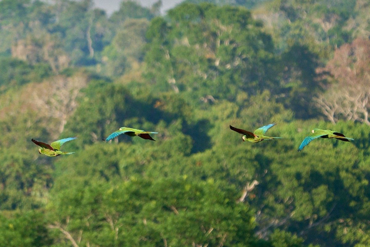 Chestnut-fronted Macaw - ML628334878