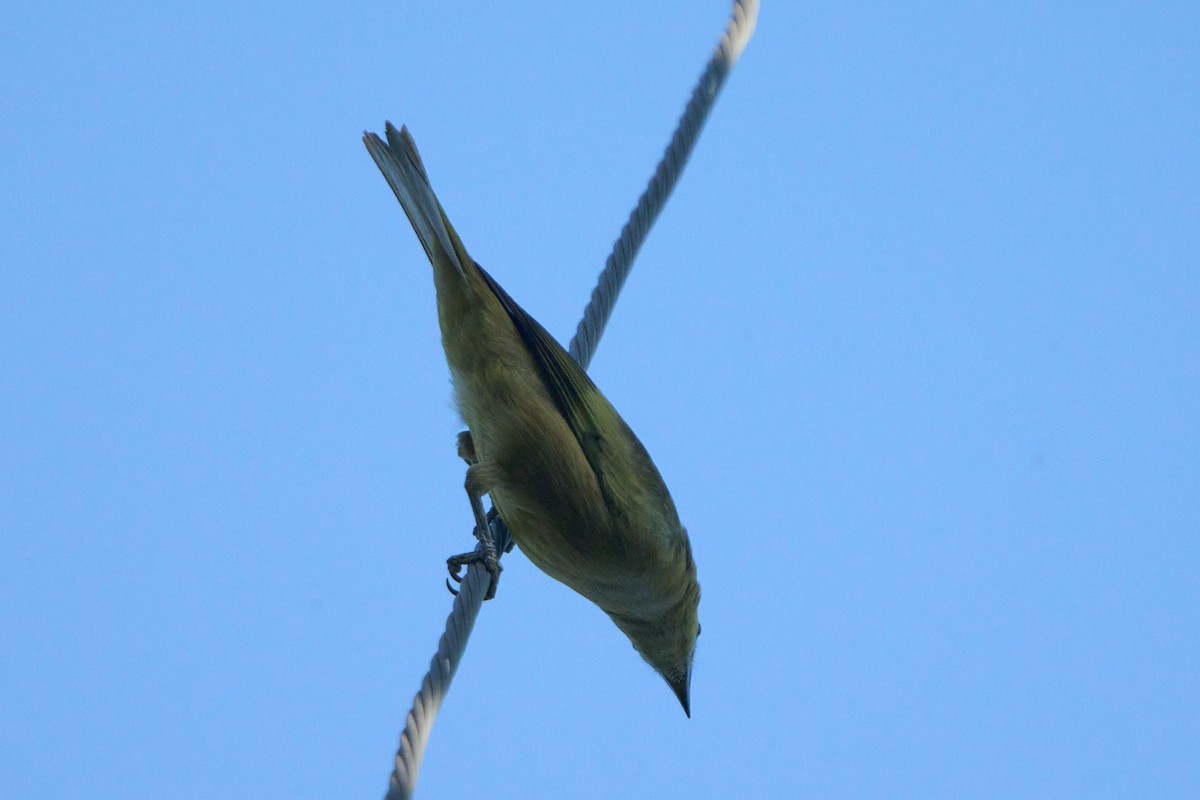 Palm Tanager - ML628334879