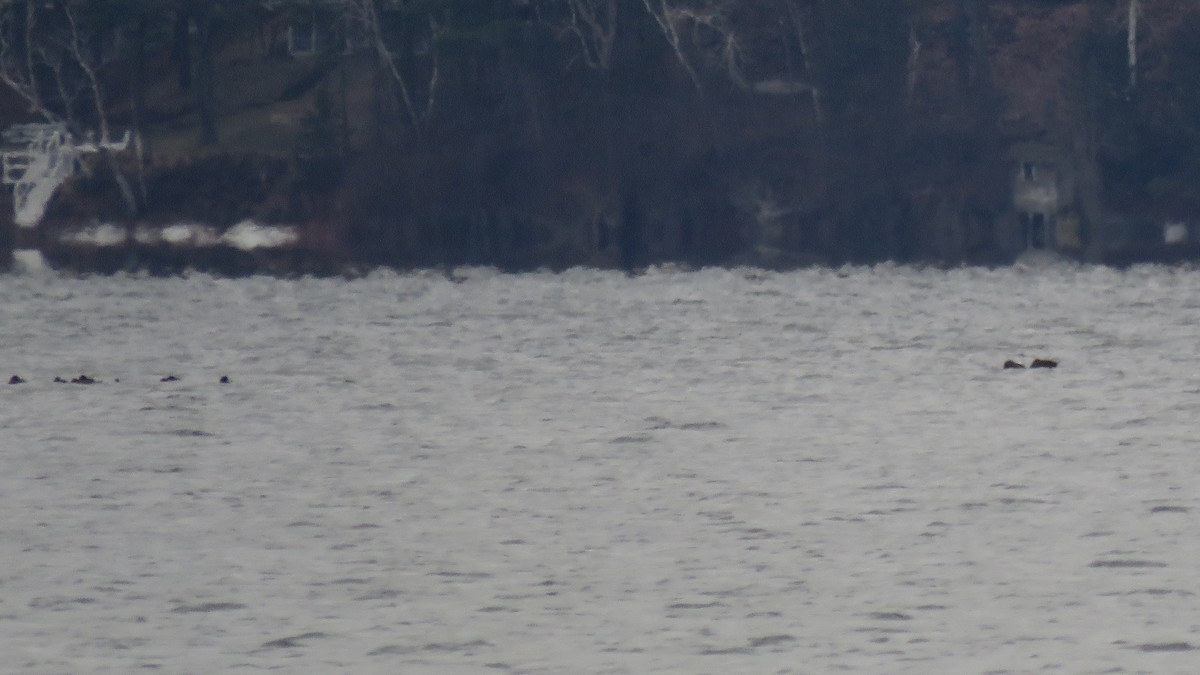 scoter sp. - ML628334988