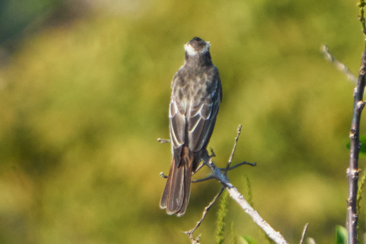 Variegated Flycatcher - ML628335005