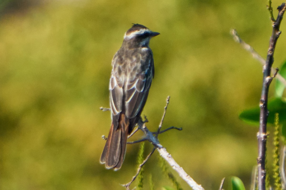 Variegated Flycatcher - ML628335006