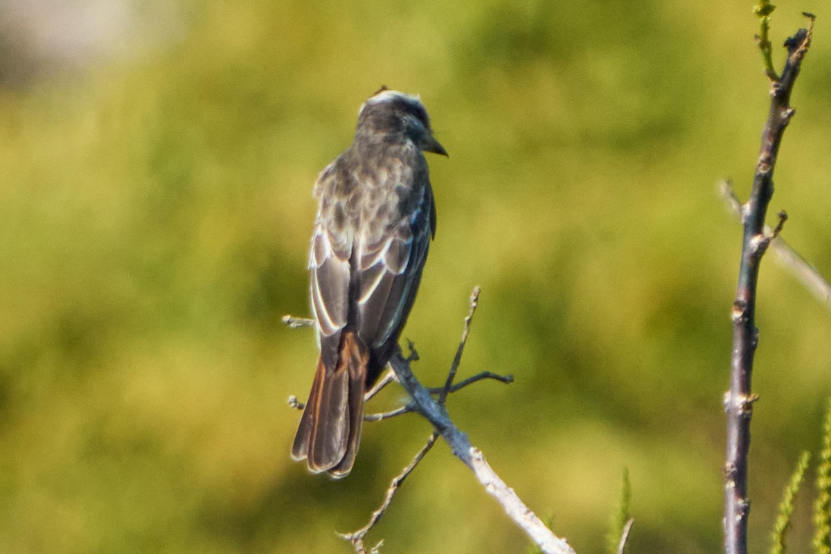 Variegated Flycatcher - ML628335007