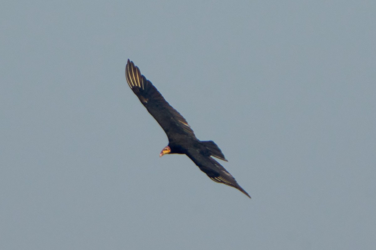 Greater Yellow-headed Vulture - ML628335019