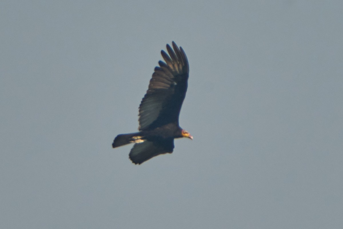 Greater Yellow-headed Vulture - ML628335020