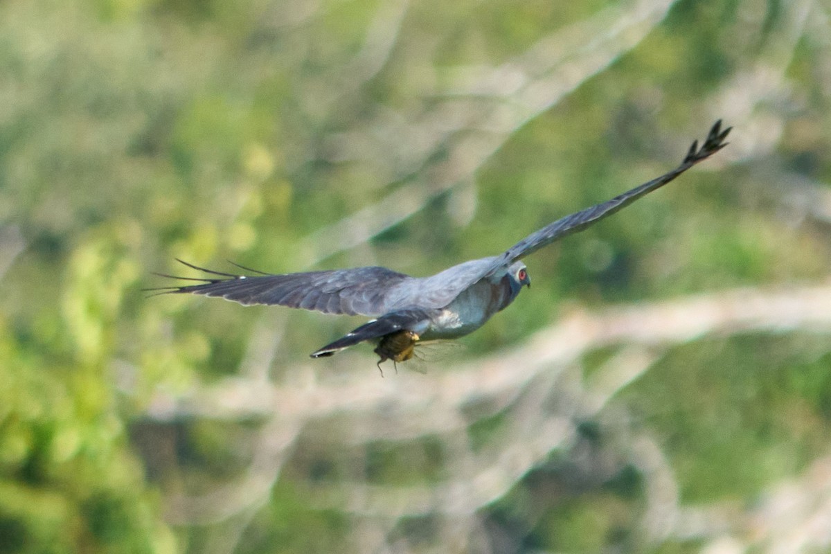 Double-toothed Kite - ML628335022