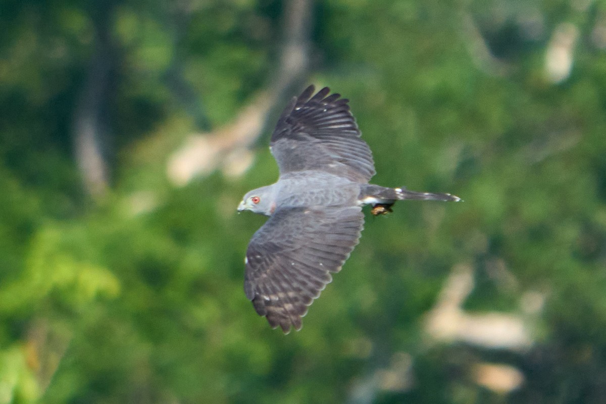 Double-toothed Kite - ML628335024