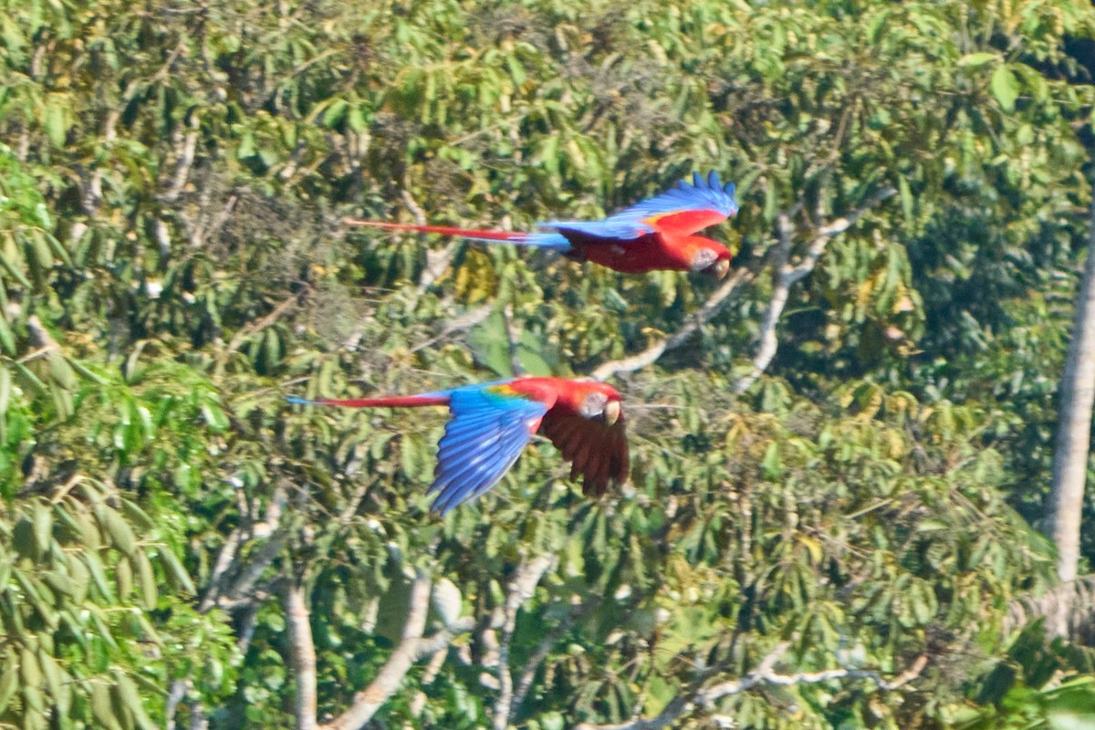 Scarlet Macaw - ML628335033