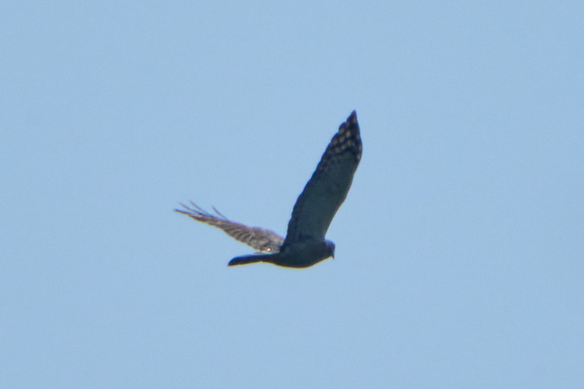 Double-toothed Kite - ML628335040