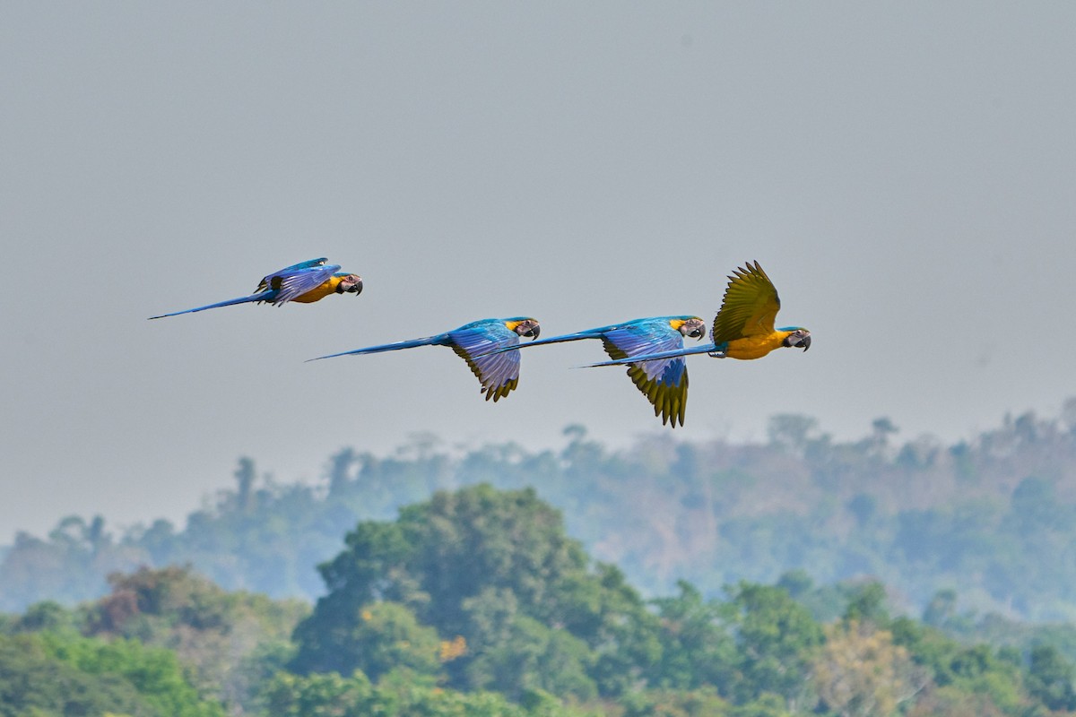Blue-and-yellow Macaw - ML628335044