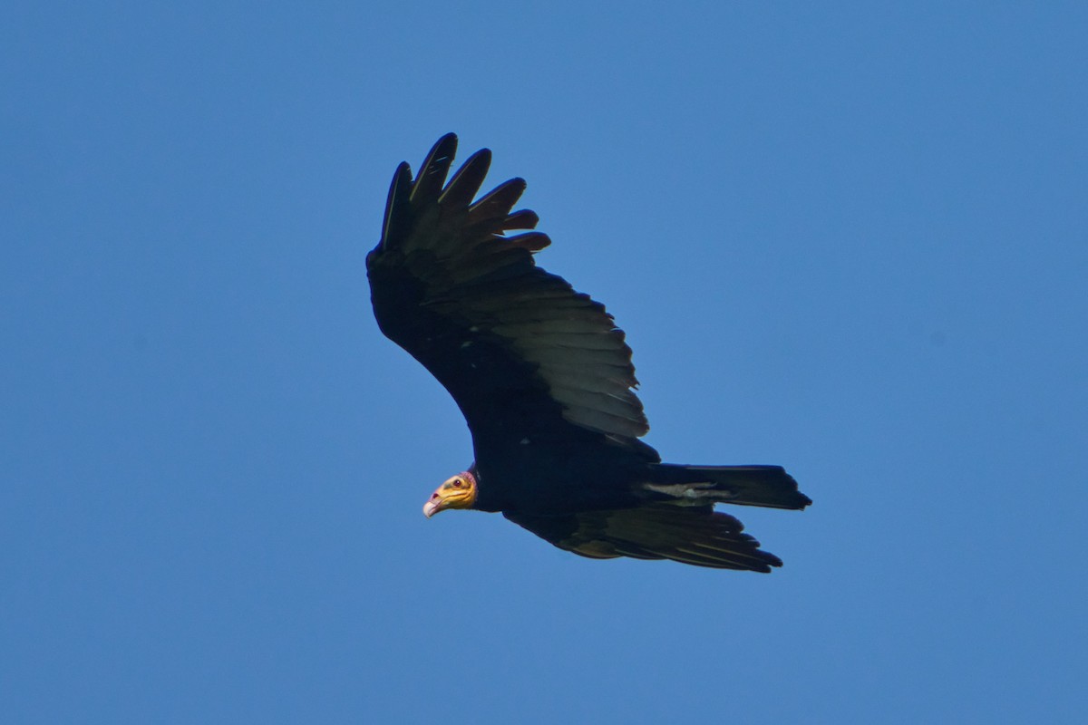 Greater Yellow-headed Vulture - ML628335049