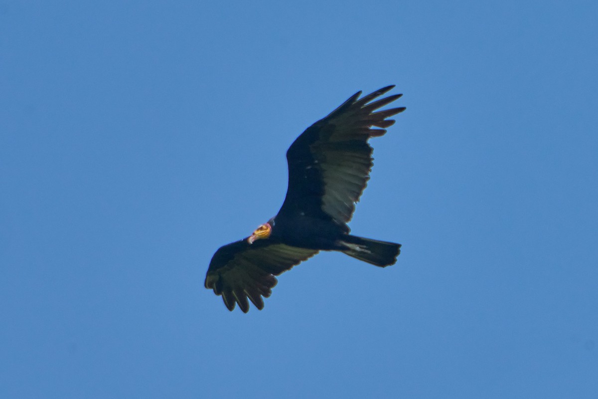 Greater Yellow-headed Vulture - ML628335051