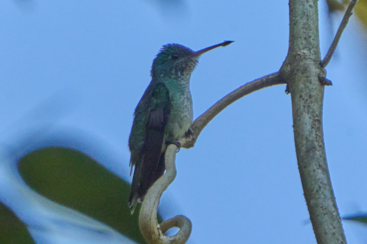 Versicolored Emerald - ML628335056