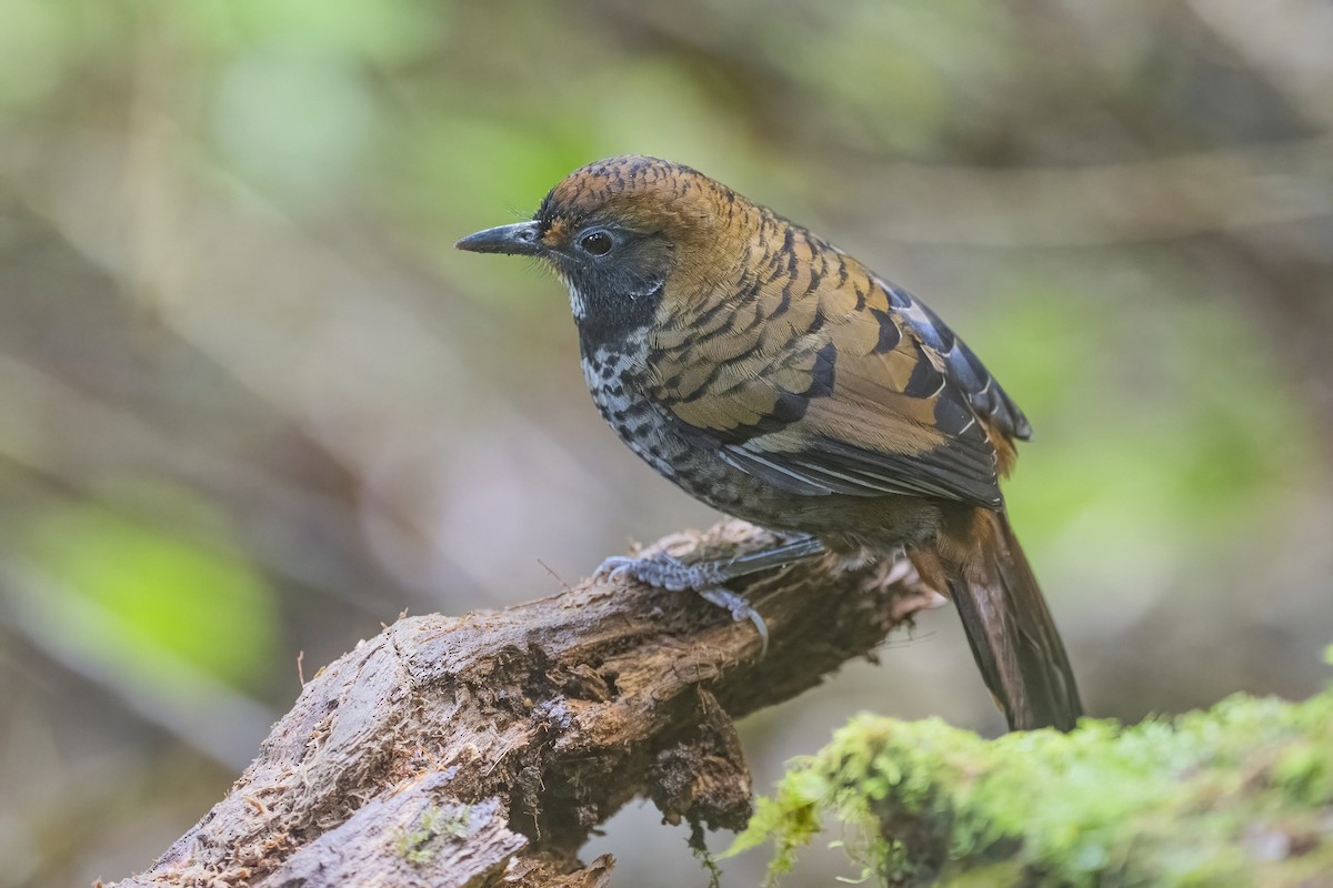 Rufous-chinned Laughingthrush - ML628335110