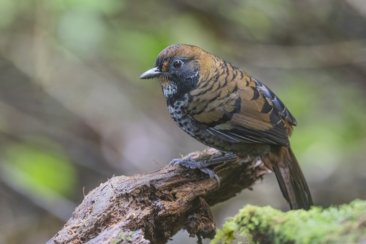 Rufous-chinned Laughingthrush - ML628335163