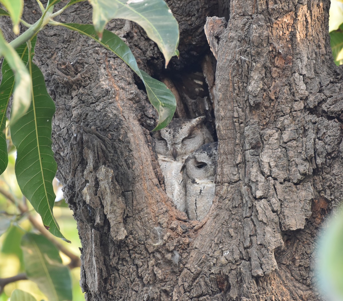 Indian Scops-Owl - ML628335292