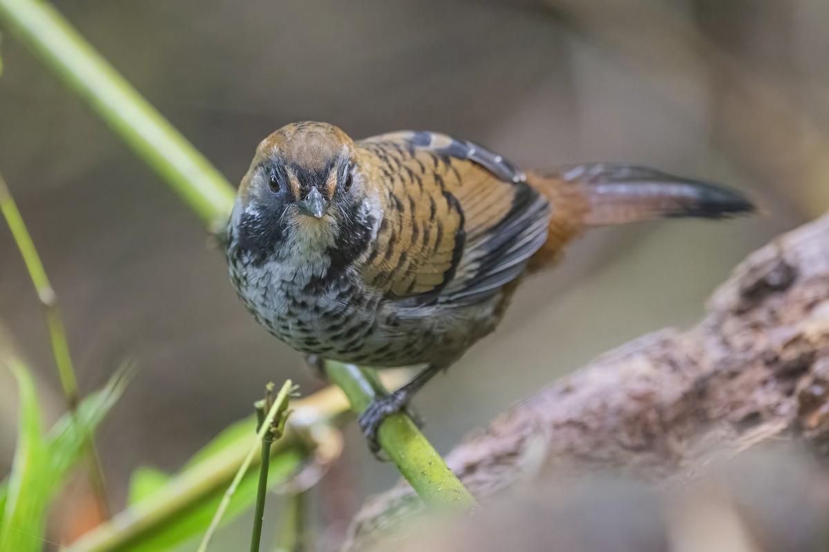 Rufous-chinned Laughingthrush - ML628335390