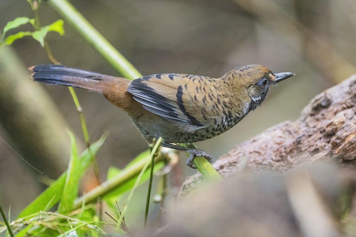 Rufous-chinned Laughingthrush - ML628335480