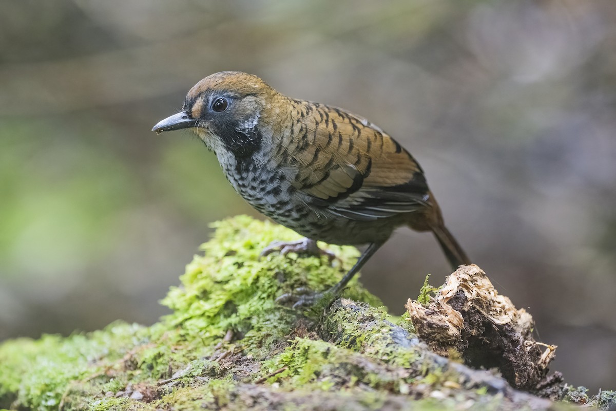 Rufous-chinned Laughingthrush - ML628335499