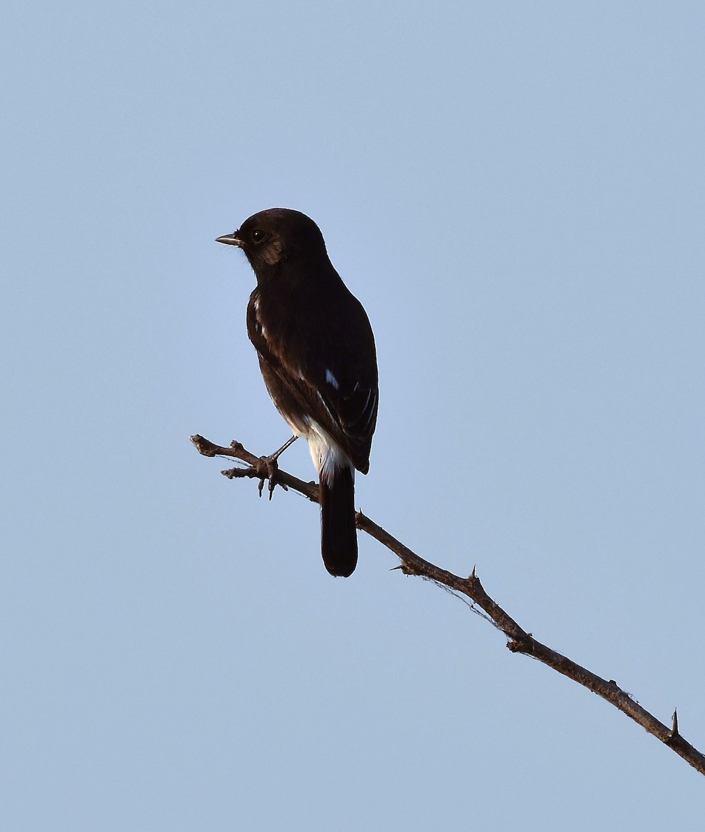 Pied Bushchat - ML628335556