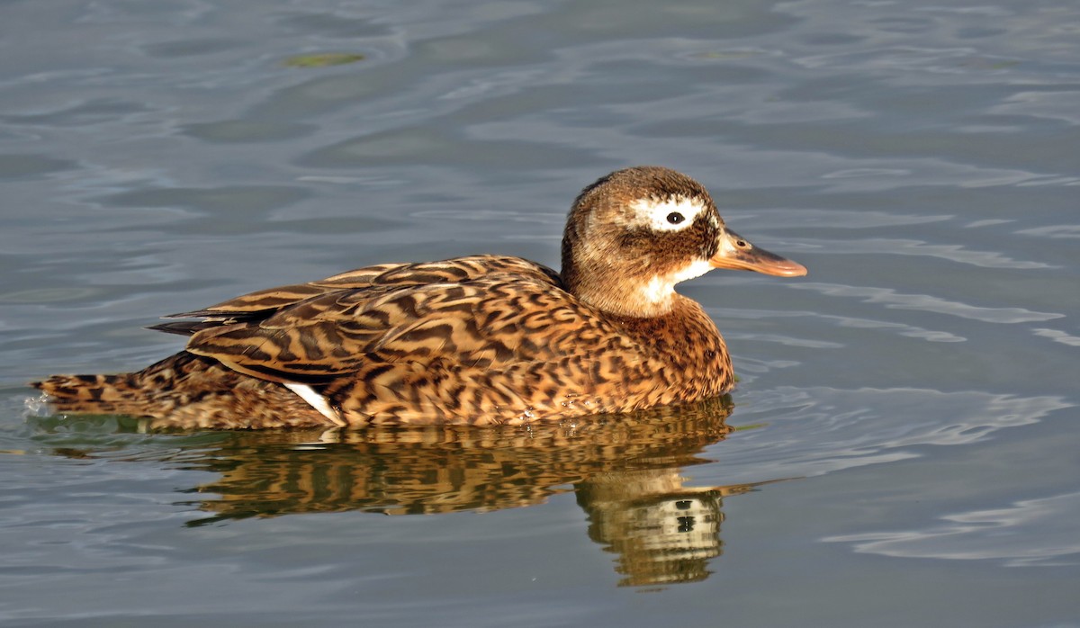 Laysan Duck - ML628335626