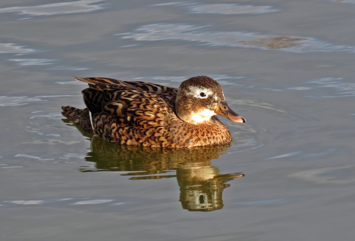 Laysan Duck - ML628335627