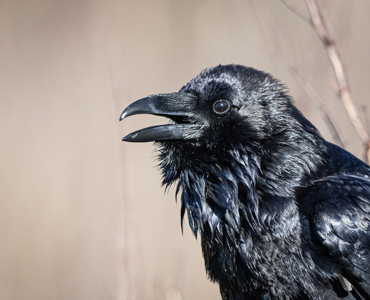Common Raven - ML628335643