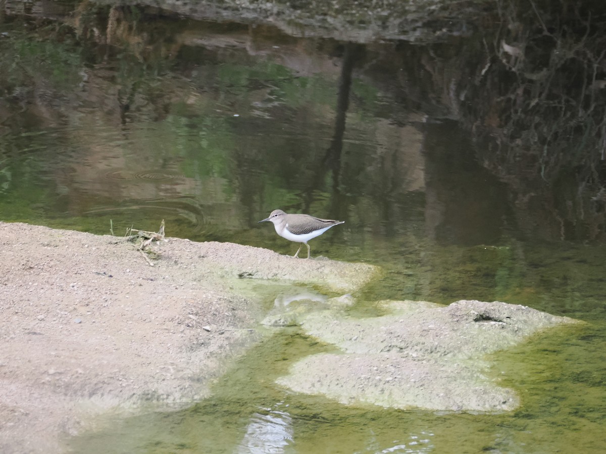 Chevalier guignette - ML628335670