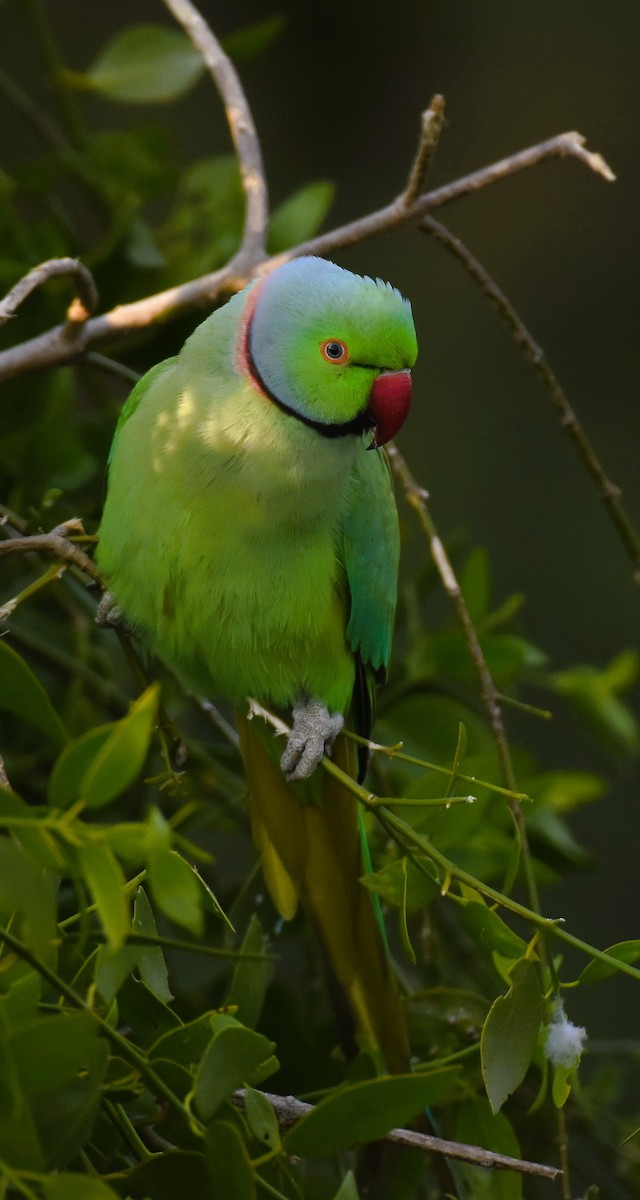 Rose-ringed Parakeet - ML628335700