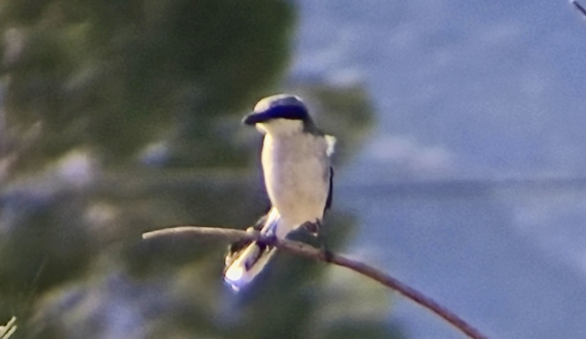 Pie-grièche migratrice - ML628335812