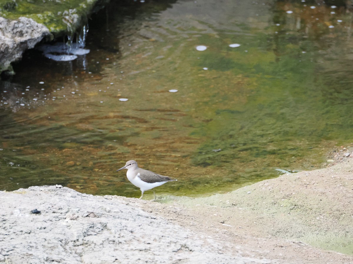 Chevalier guignette - ML628335827
