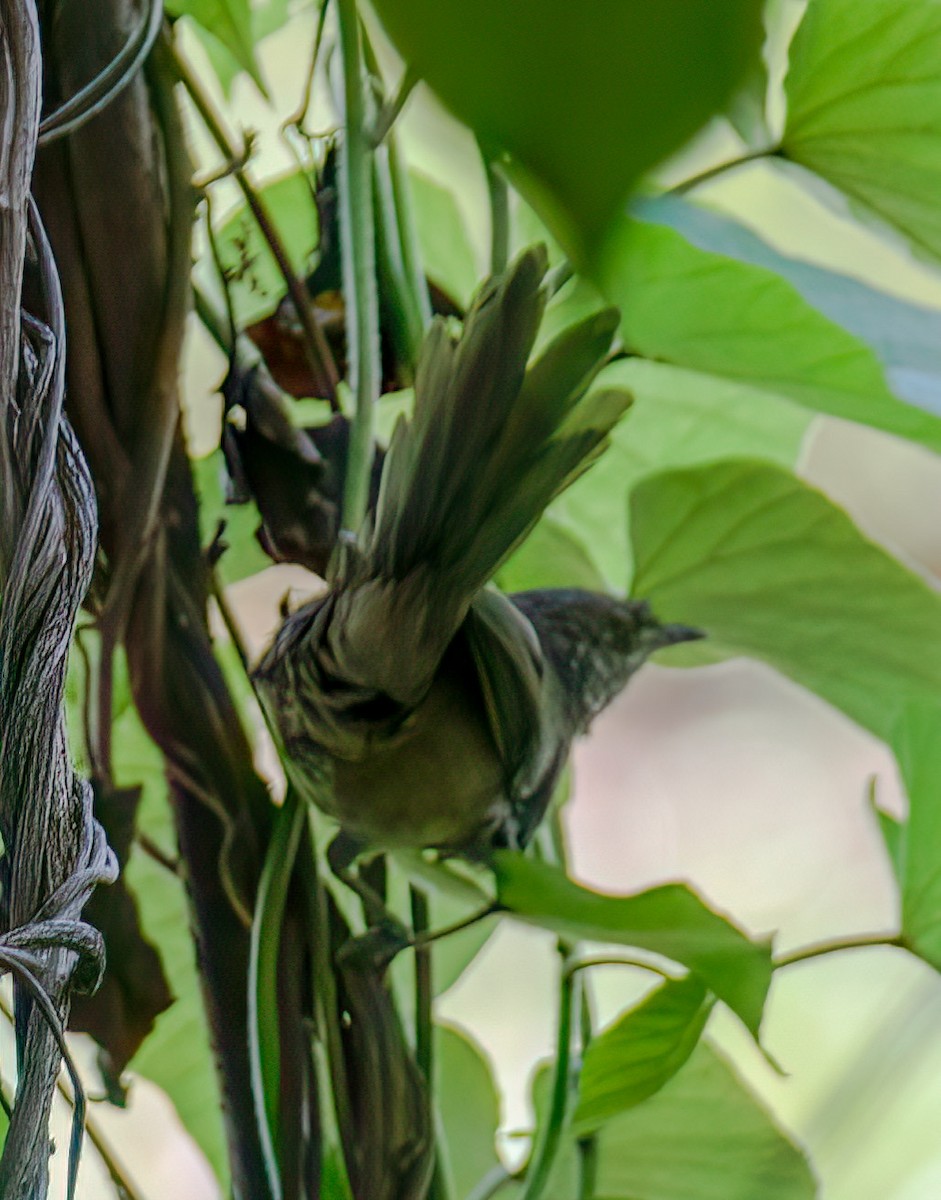 Malagasy Brush-Warbler - ML628336086