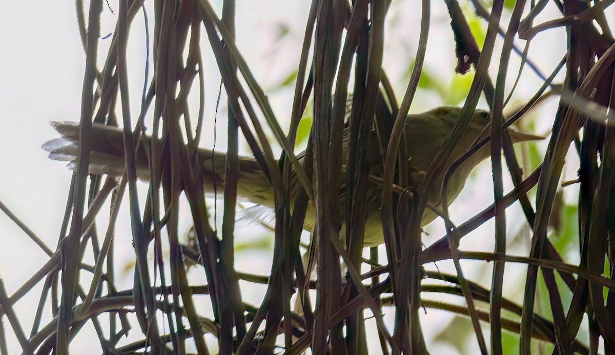 Malagasy Brush-Warbler - ML628336088