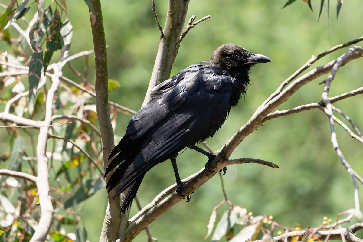 Little Raven - ML628336138