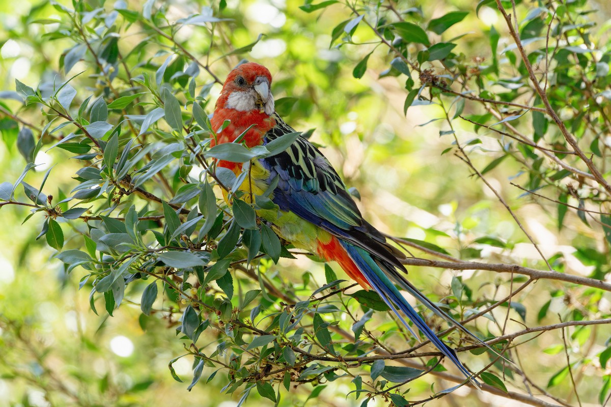 Eastern Rosella - ML628336173