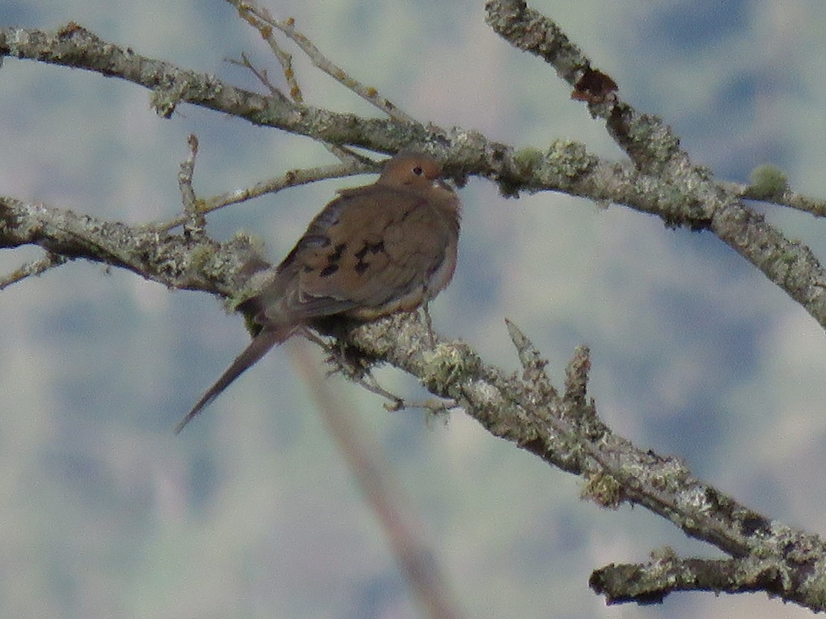 Mourning Dove - ML628336294