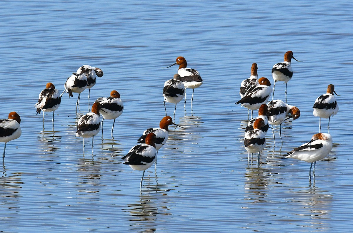 Red-necked Avocet - ML628336444